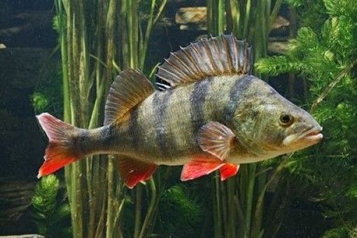 Эта промысловая рыба водится только в Байкале: