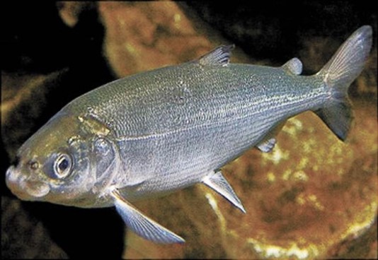 Эта промысловая рыба водится только в Байкале: